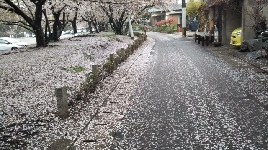 平成の想い出募る宮参り拝む姿に舞う花吹雪