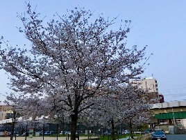 桜